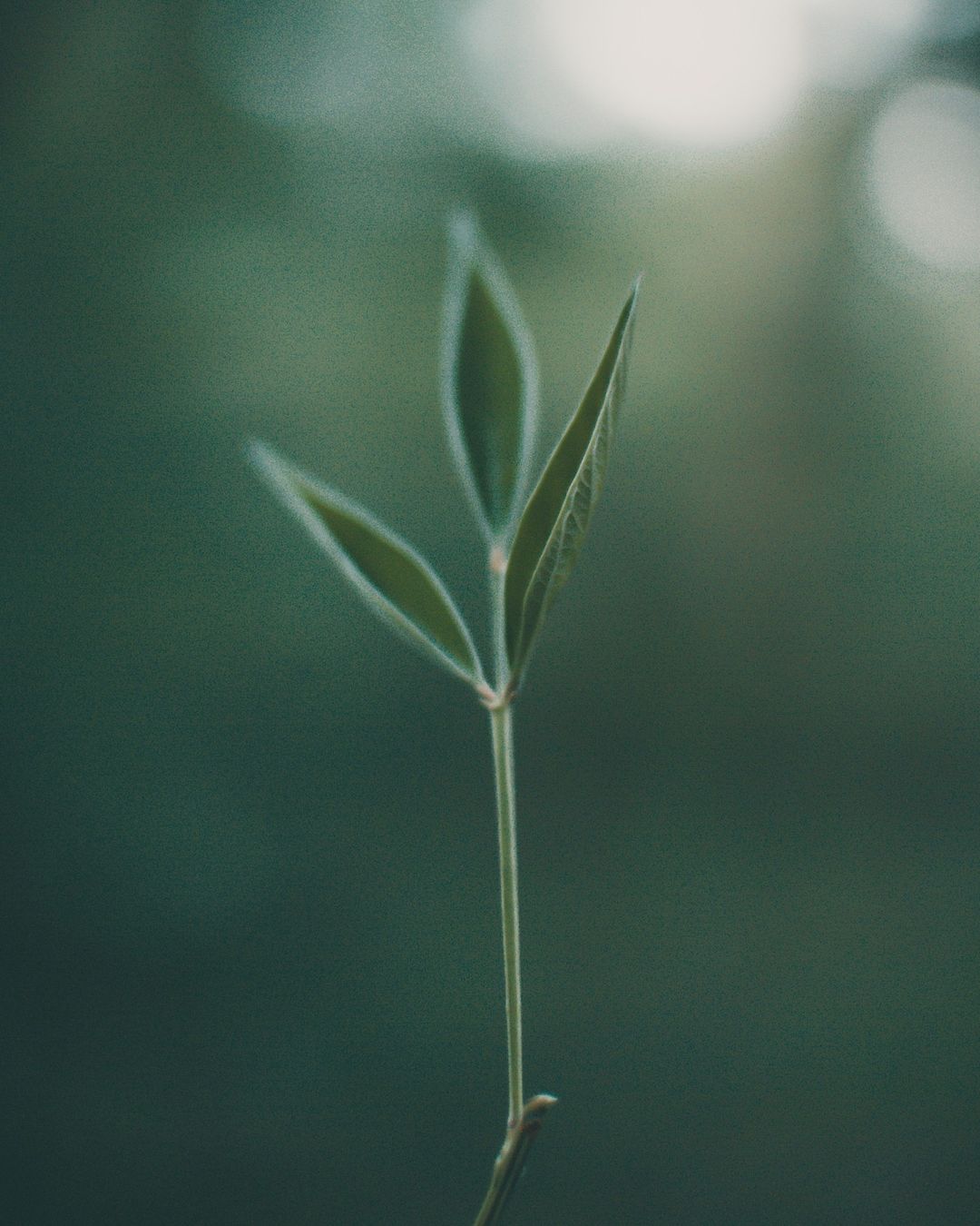 Fragrance 101: What is a Clean Fragrance?