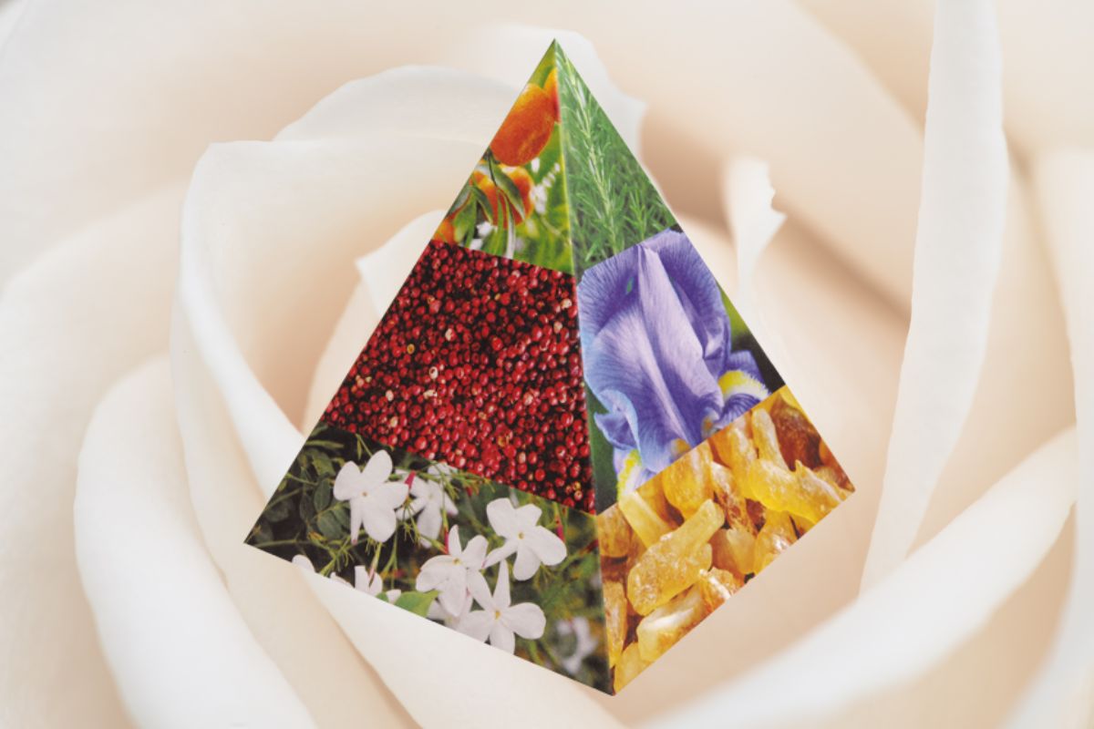 Fragrance 101: Olfactory Pyramid
