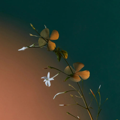 A Kiss of Bliss Eau de Parfum