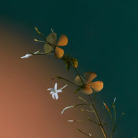 A Kiss of Bliss Eau de Parfum