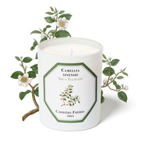 Tea Plant Candle
