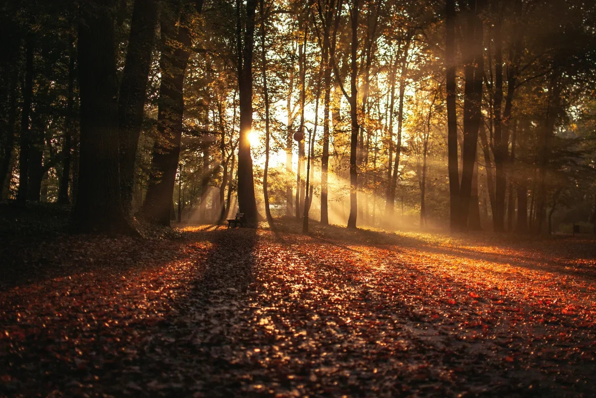 Perfumes for Autumn