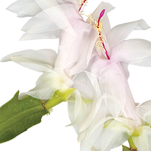 Soft Floral