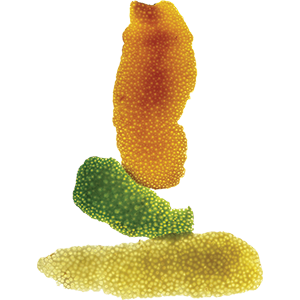 Citrus