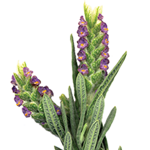 Aromatic Fougère