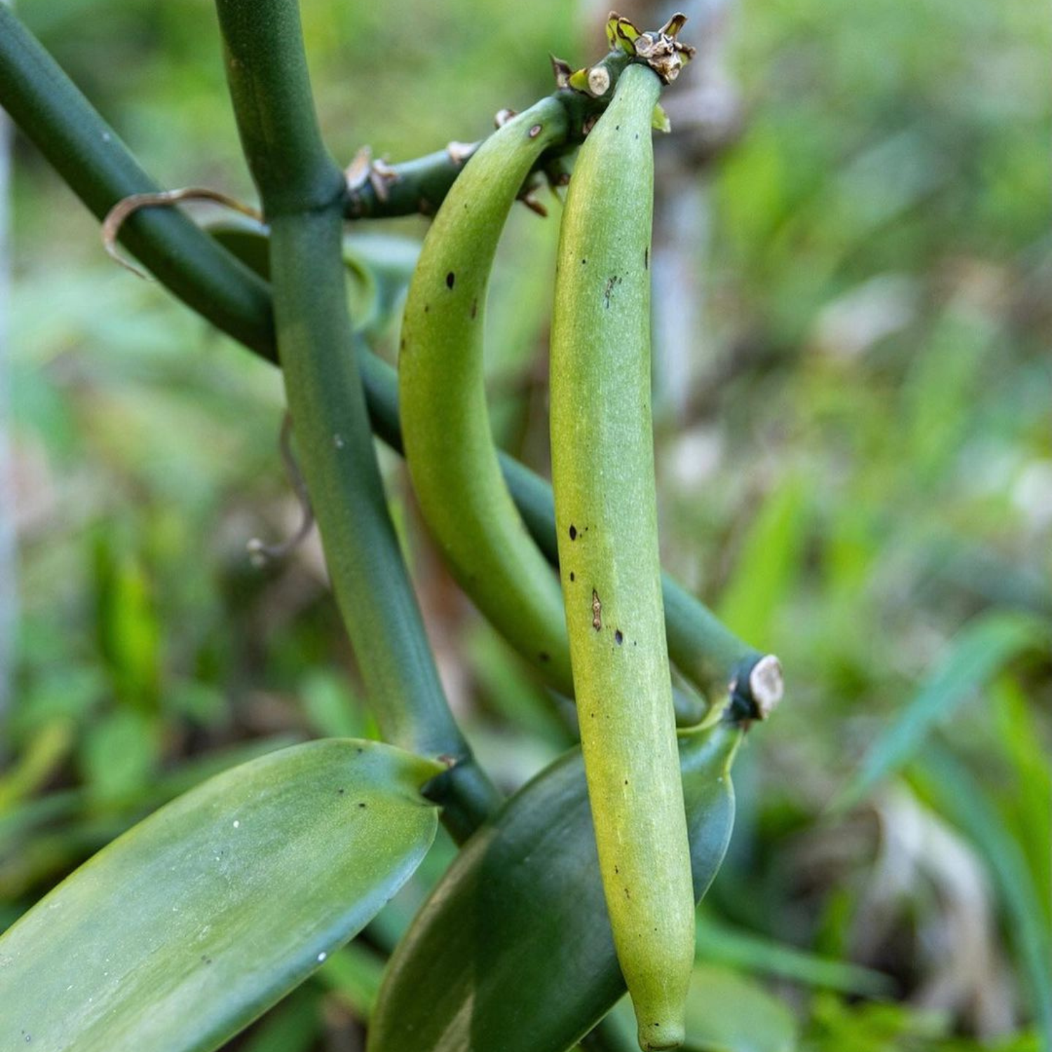Libertine Packshot 8 - 2024-08-22T135503.615.png__PID:3eaec055-f5bb-43af-b9ce-c788132263b5