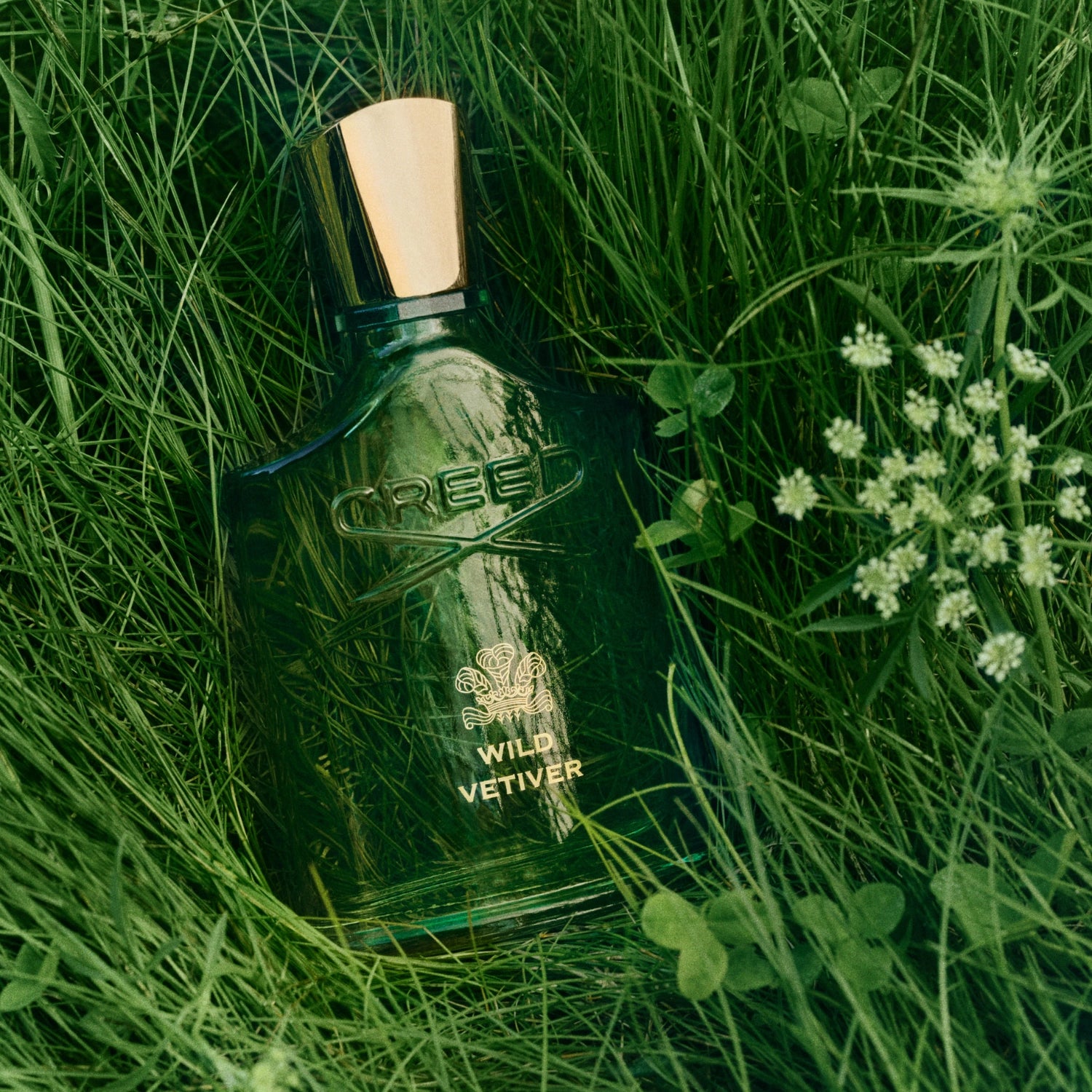 Wild Vetiver