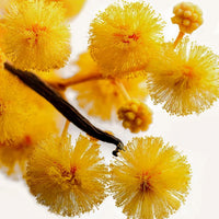 Acacia Extrait