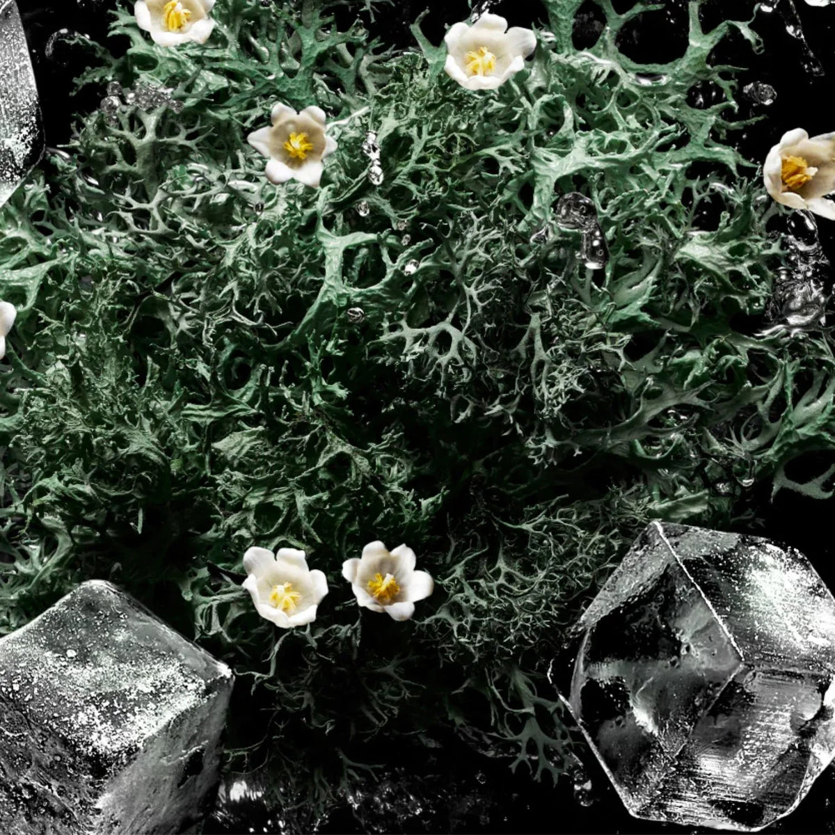 Vodka On The Rocks