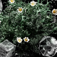 Vodka On The Rocks