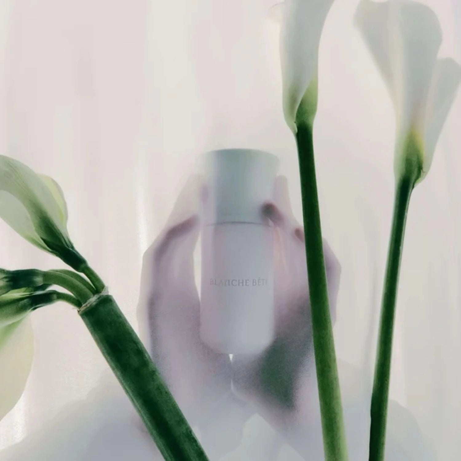 Blanche Bete Limited Edition