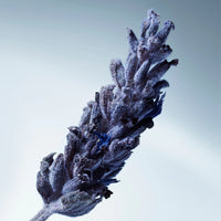 Metal Lavender